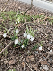 Galanthus