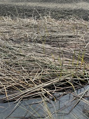 Schoenoplectus acutus