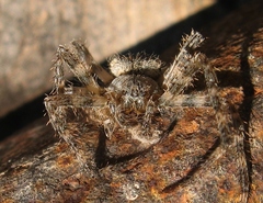 Araneus cavaticus