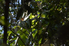 Tangara cyanoventris