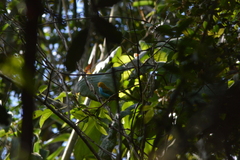 Tangara cyanoventris