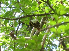 Aphrastura spinicauda