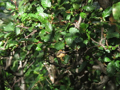 Nothofagus