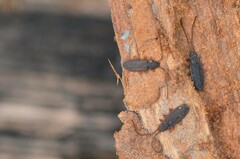 Uleiota planata
