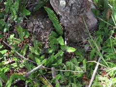 Blechnum penna-marina