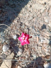 Ipomoea conzattii