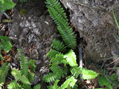 Blechnum penna-marina