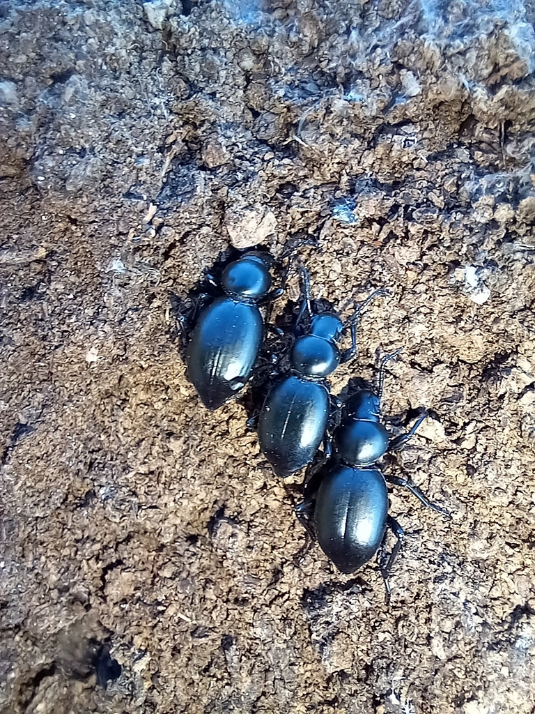 Tentyria andalusiaca
