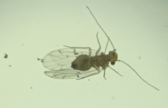Lachesillidae
