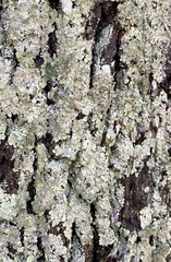 Punctelia appalachensis