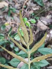 Leptochilus ellipticus