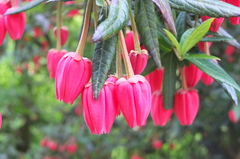 Crinodendron hookerianum