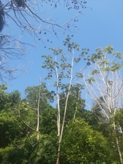 Cecropia obtusifolia
