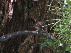 Aphrastura spinicauda