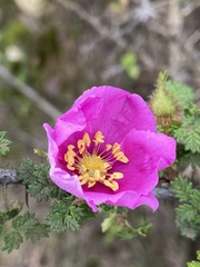 Rosa minutifolia