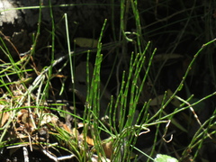 Equisetum bogotense