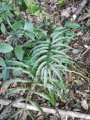 Leptochilus ellipticus