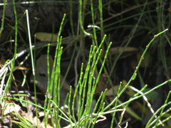 Equisetum bogotense