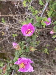 Rosa minutifolia