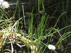Equisetum bogotense