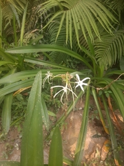 Hymenocallis littoralis