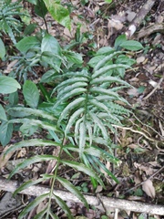Leptochilus ellipticus