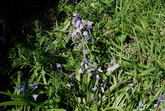 Hyacinthoides