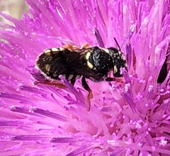 Pseudoanthidium nanum