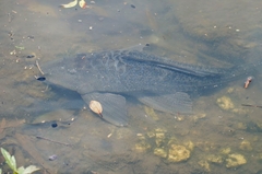 Hypostomus