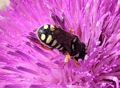 Pseudoanthidium nanum