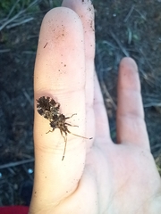 Centrocoris variegatus