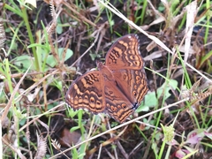 Junonia chorimene