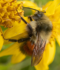 Bombus melanopygus