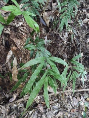 Pteris cretica