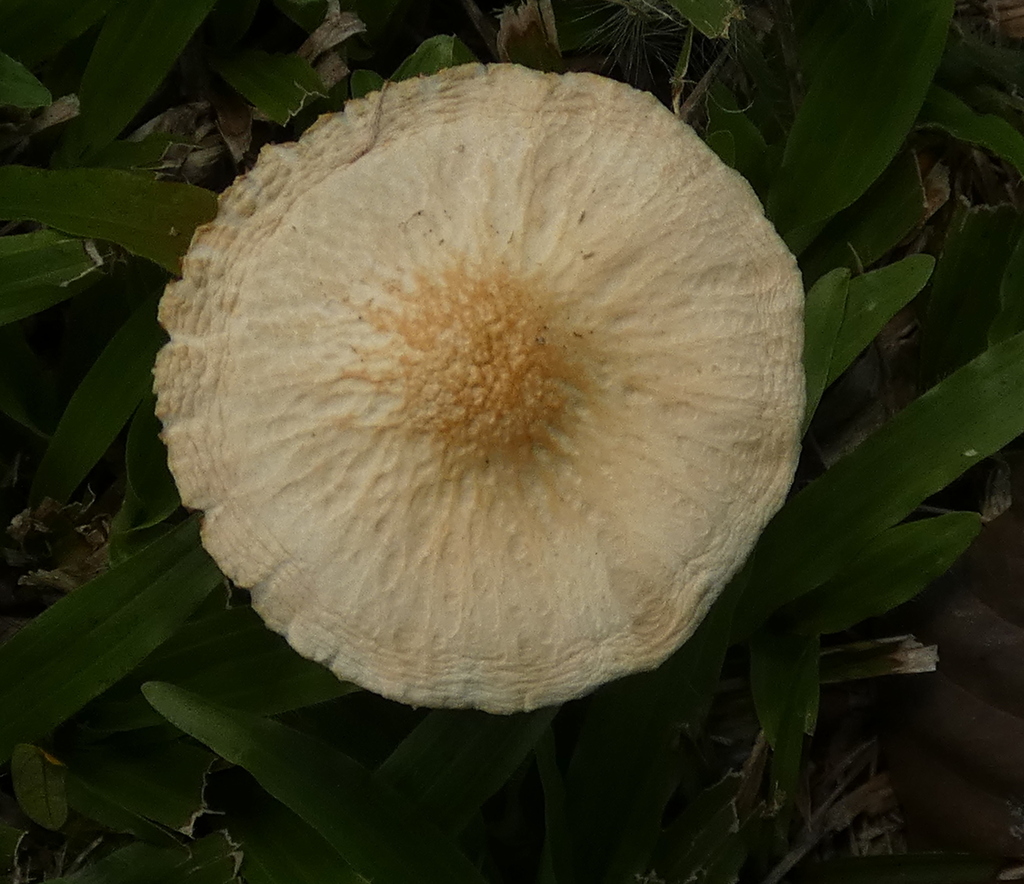 Agrocybe retigera · January 2023 · photo: © helio-lourencini (iNaturalist, cc-by)