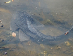 Hypostomus