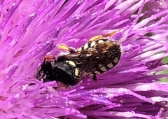 Pseudoanthidium nanum