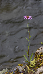 Erigeron peregrinus