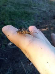 Centrocoris variegatus