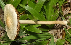 Agrocybe retigera