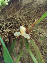 Image of Maxillaria hedwigiae