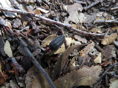 Pyractonema