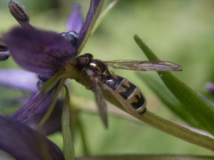 Entomophthora syrphi