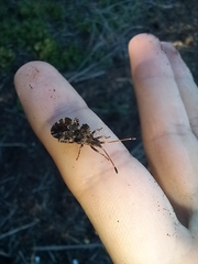 Centrocoris variegatus