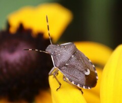 Holcostethus sphacelatus