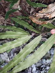 Pteris cretica