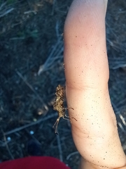 Centrocoris variegatus