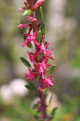 Fuchsia lycioides