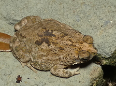 Rhinella granulosa
