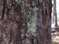 Usnea dasopoga
